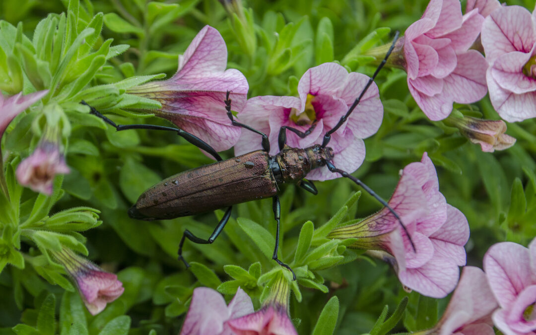 Insekten, Käfer; Foto: Andreas Reichelt
