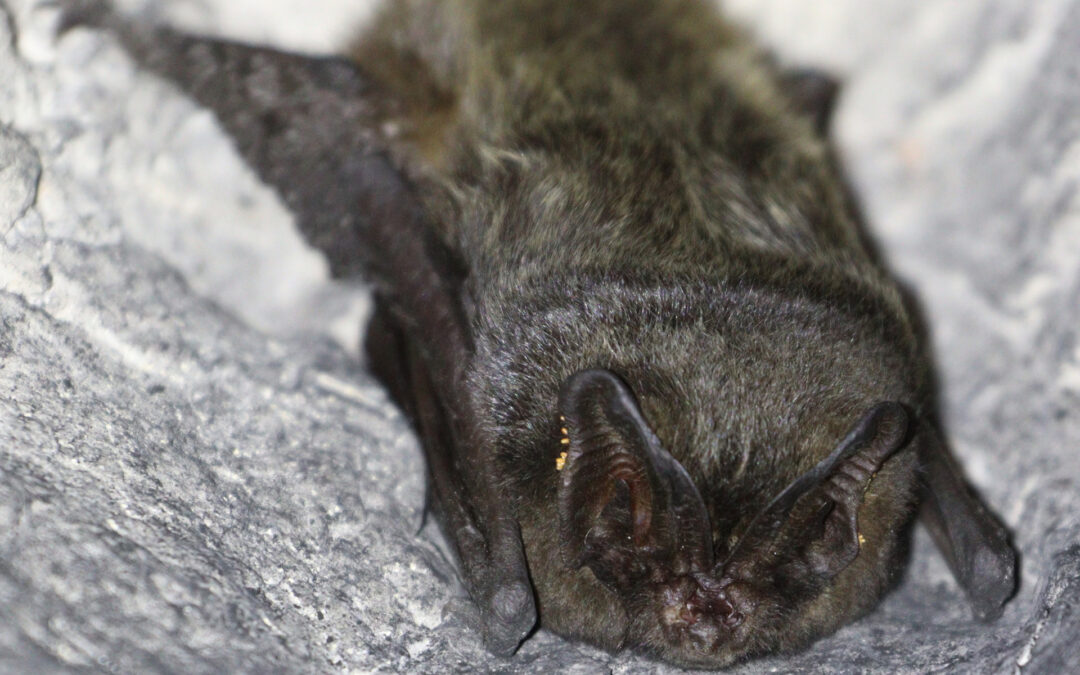 Mopsfledermaus ist Auwaldart 2024